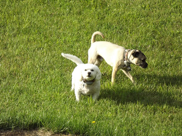 Dogs
